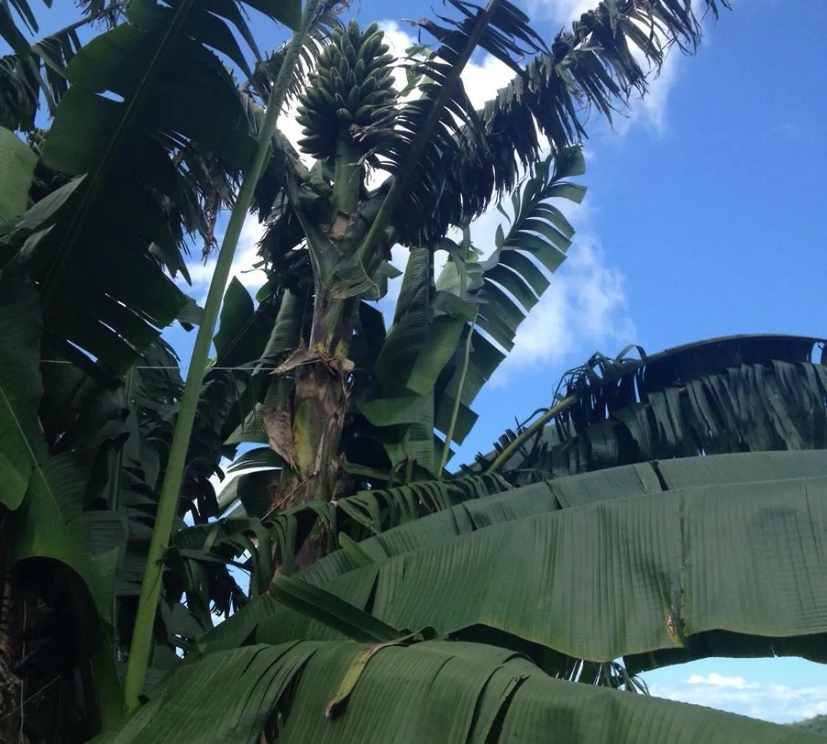 Villa Pelee - Chambre D'Hotes - Gite Tropical Le Morne-Rouge